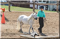 30. Miniature Horse - Trail Jr. Division