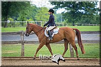 59. Hunter Under Saddle Ponies - Large