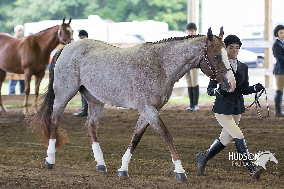 4H-District-15-0095.jpg