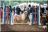 4H-District-15-0435.jpg