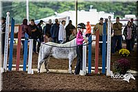 4H-District-15-0501.jpg