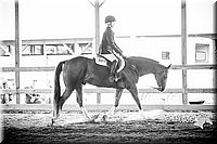 12. Breed Type Hunter Under Saddle Horses - Sr. Rider