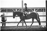 13. Breed Type Hunter Under Saddle Horses - Jr. Rider