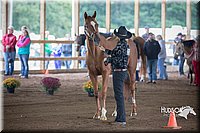43. Western Grooming & Showmanship - Sr. Division