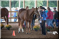 45. Western Grooming & Showmanship -Jr. Division