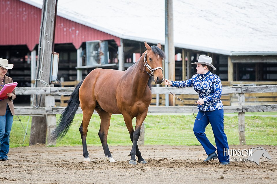 4H-FUN-060615-0073.jpg