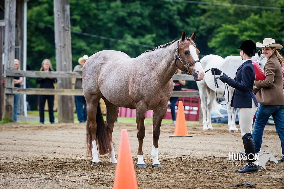 4H-FUN-060615-0134.jpg