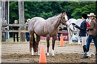 4H-FUN-060615-0134.jpg