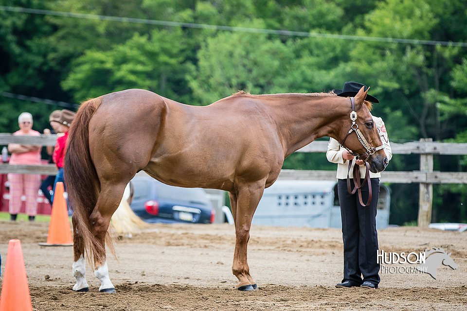 4H-FUN-060615-0205.jpg