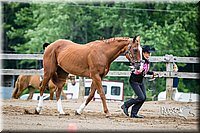 4H-FUN-060615-0241.jpg