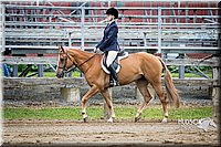 16 Classic Hunter Under Saddle Horse  Sr. Rider