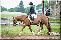 17 Breed Type Hunter Under Saddle Horse  Sr. Rider