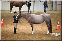 19. English Grooming & Showmanship -Intermediate Division