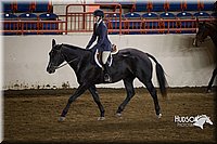 59. Hunter Under Saddle Ponies - Large