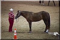 22. Western Grooming & Showmanship -Intermediate Division