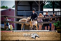 30. Miniature Horse - Sr. Division