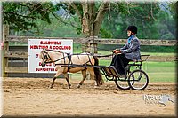 26. Mini Horse Driving - Sr. Driver