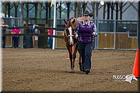 18. Western Grooming & Showmanship - Sr. Division