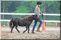 30. Miniature Horse - Sr. Division