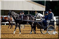 08.Pleasure Pony Diving (14.2  H and Under)