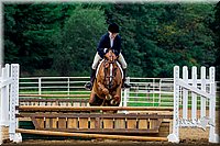 24.Low Working Hunter Horses