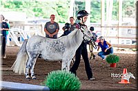 19.Miniature Horse in Hand Trail - (8-13)