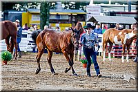 44.Western Grooming and Showmanship (12-14)