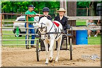 09. Pony  Horse Driving