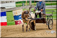 10. Mini Horse Driving