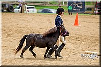 30. Mini Horse In Hand - Trail