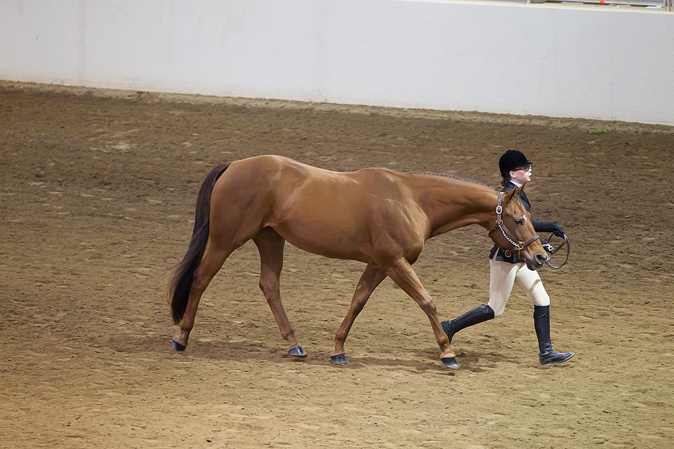 4H-State-2016-1210.jpg