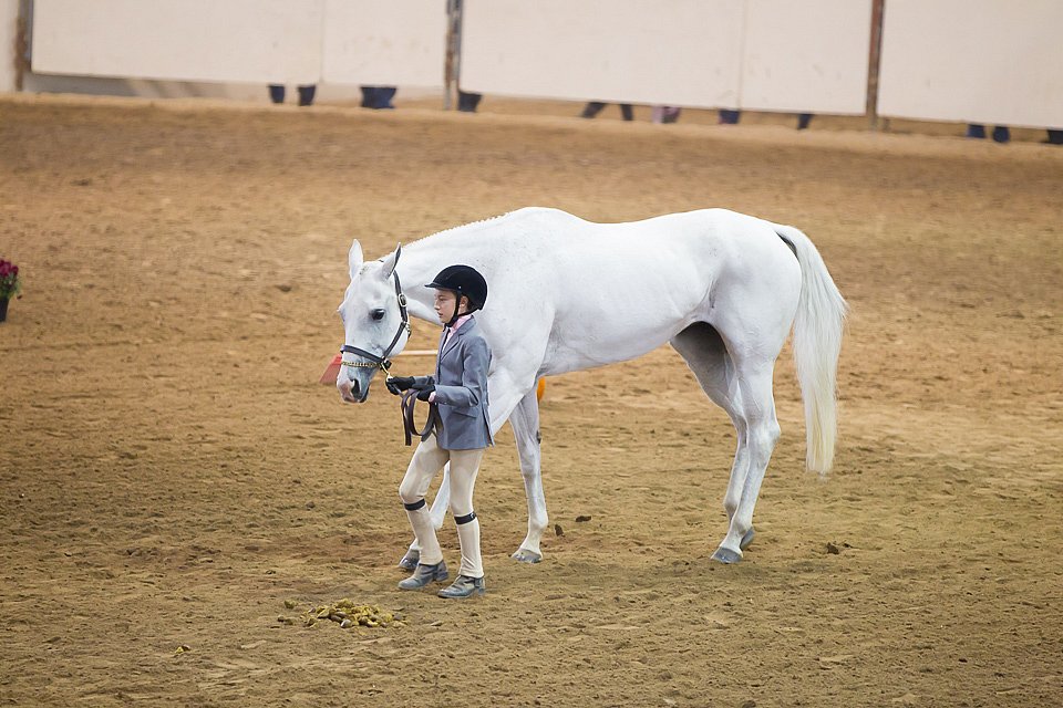 4H-State-2016-1275.jpg