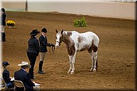 4H-State-2016-1113.jpg