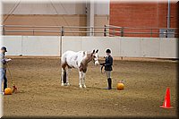 Showmanship-English