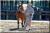 22. Western Grooming & Showmanship - Inter Division