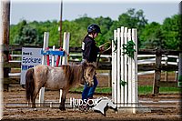 29. Miniature Horse - Sr. Division