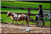 36. Mini Horse Driving - Sr. Driver