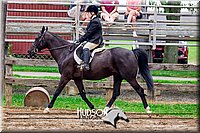 60. Classic Type HUS Horses - Sr. Rider