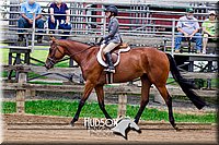 62. Classic Type HUS Horses - Jr. Rider