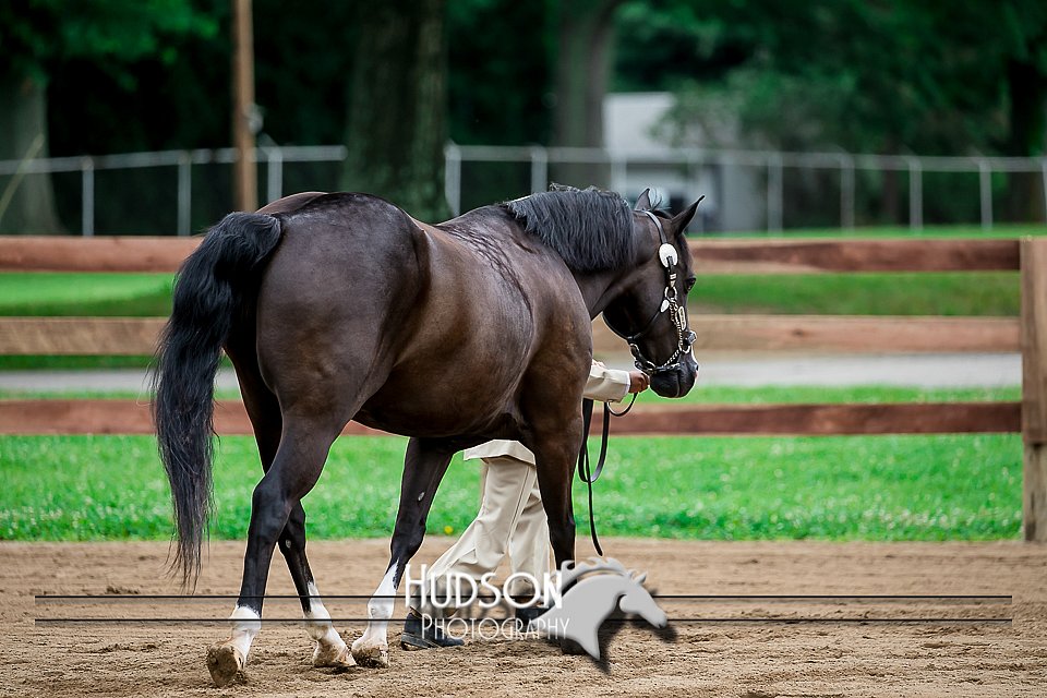 4H-2nd-071517-1658.jpg