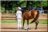 22. Western Grooming & Showmanship - Inter Division