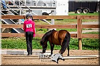 30. Miniature Horse - Jr. Division