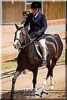 64. Hunter Under Saddle Ponies Large