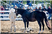 4H-District-17-1145.jpg