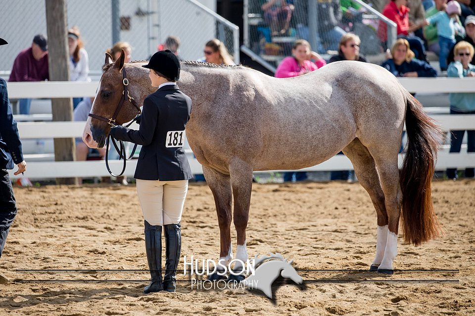4H-District-17-1201.jpg