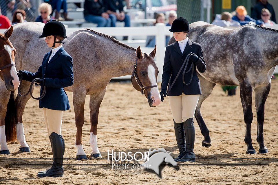 4H-District-17-1217.jpg