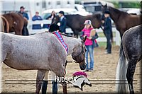 4H-District-17-1242.jpg