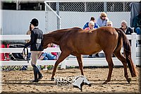 4H-District-17-1254.jpg