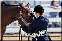 4H-District-17-1277.jpg