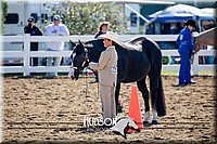 19. Western Grooming & Showmanship - Jr. Division